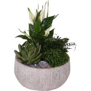 Bepflanzte Schale mit Grünpflanzen und Einblatt im grauen Topf (Ø 23cm) für ein gutes Raumklima.