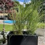 Anthrazitfarbener Vivanno Pflanzkübel Maxi (60x30x30 cm) mit Bepflanzung im Garten.