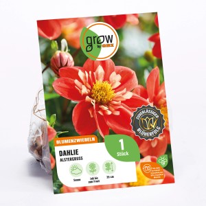 GROW by OBI Dahlie Alstergruss, orange-rote Blüte mit gelber Mitte, ca. 35cm hoch.