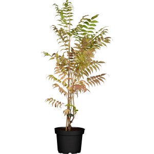 OBI Flieder-Spiere "Sem" Weiß Höhe ca. 40 - 50 cm Topf ca. 6 l Sorbaria