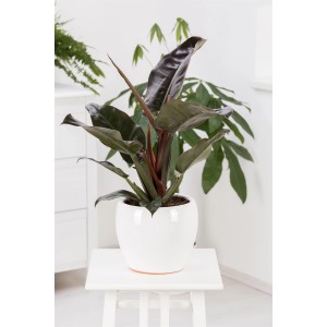 Philodendron 'New Red' als Pyramide im Topf, ca. 75cm hoch. Baumfreund mit roten Stielen und grünen Blättern.