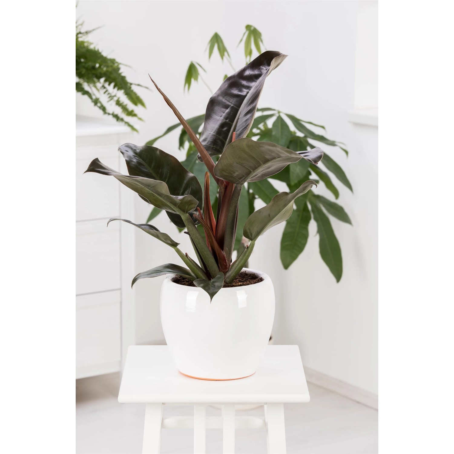 calathea pink aurora Calathea Rosy Houseplant with Planter - Medium (4
