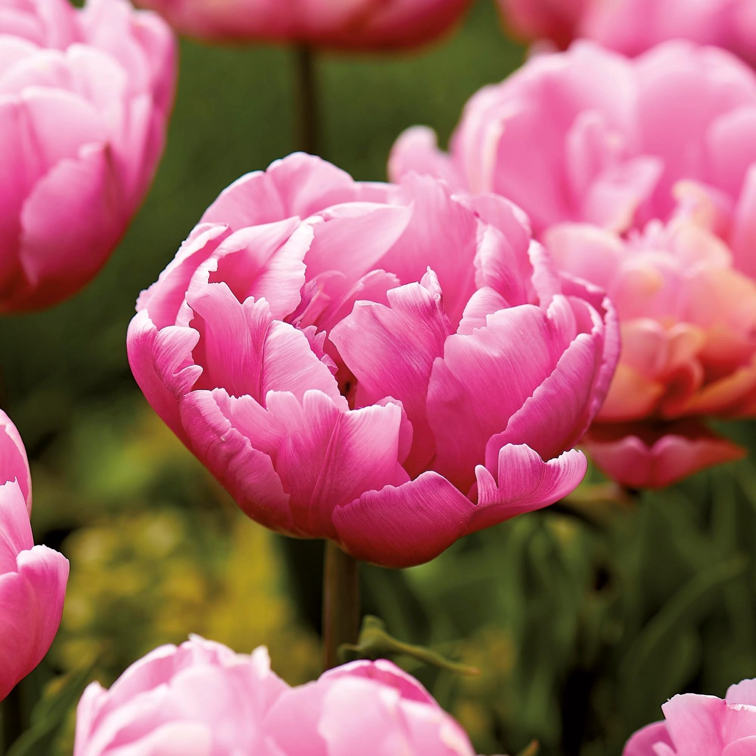 GROW by OBI PfingstrosenTulpe "Vogue" RosaWeiß 45 cm Tulipa kaufen