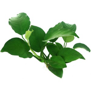 Dennerle Aquariumpflanze Anubias Barteri auf Wurzel mit Sauger, grüne Blätter.