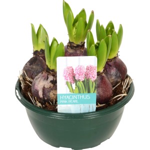 Rosa Hyazinthe Diamond Collection im Topf, eine blühende Frühjahrsbepflanzung für Balkon und Terrasse.