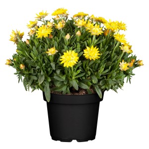 Strohblume im Topf, gelbe Blüten, grüne Blätter, geeignet für Kübelbepflanzung.