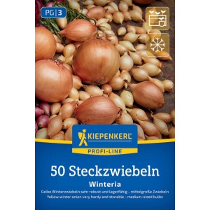 Kiepenkerl Wintersteckzwiebeln Winteria, 50 gelbe Steckzwiebeln. Goldgelbe Zwiebelsets auf blauer Verpackung.