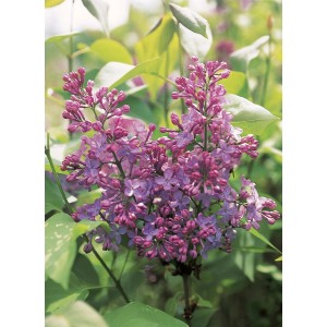 GROW by OBI Edelflieder "Amethyst" Lila Höhe ca.40 - 50 cm Topf ca. 2,3l Syringa