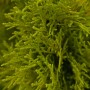 Nahaufnahme des goldgelben Lebensbaum Smaragd (Thuja occidentalis) von GROW by OBI.
