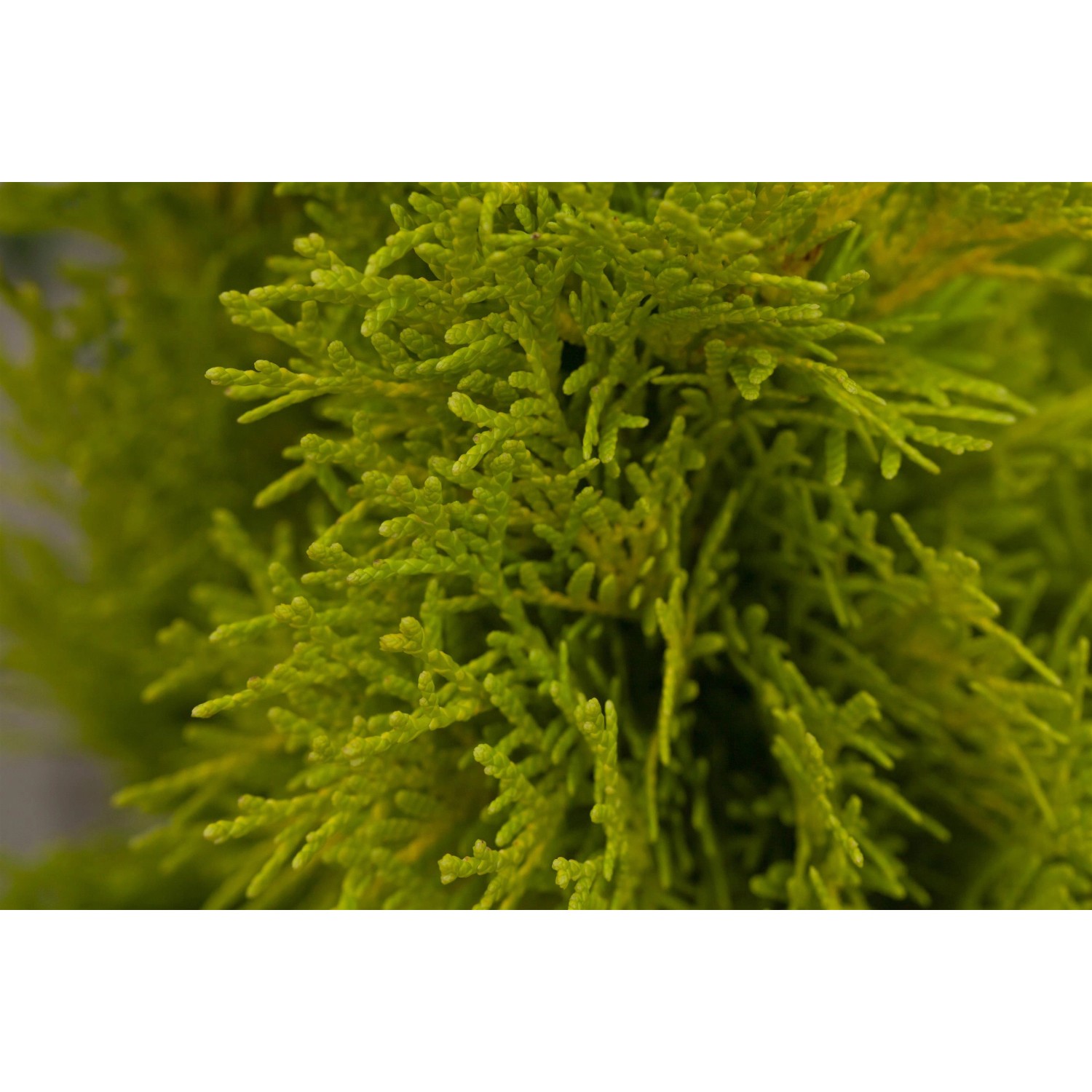 Lebensbaum Golden Smaragd Höhe ca 50 60 cm Topf ca 5 l Thuja occidentalis kaufen bei OBI