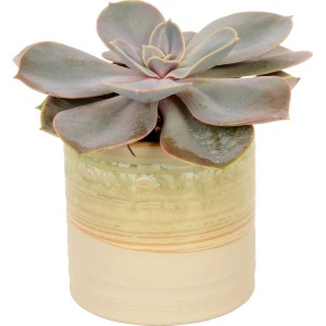 Kleine Sukkulente im Keramiktopf (Ø 6cm) als Tischdeko für Innen.