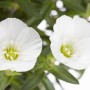Nahaufnahme von zwei weißen Sandkraut "Ronda" Blüten der Marke GROW by OBI.
