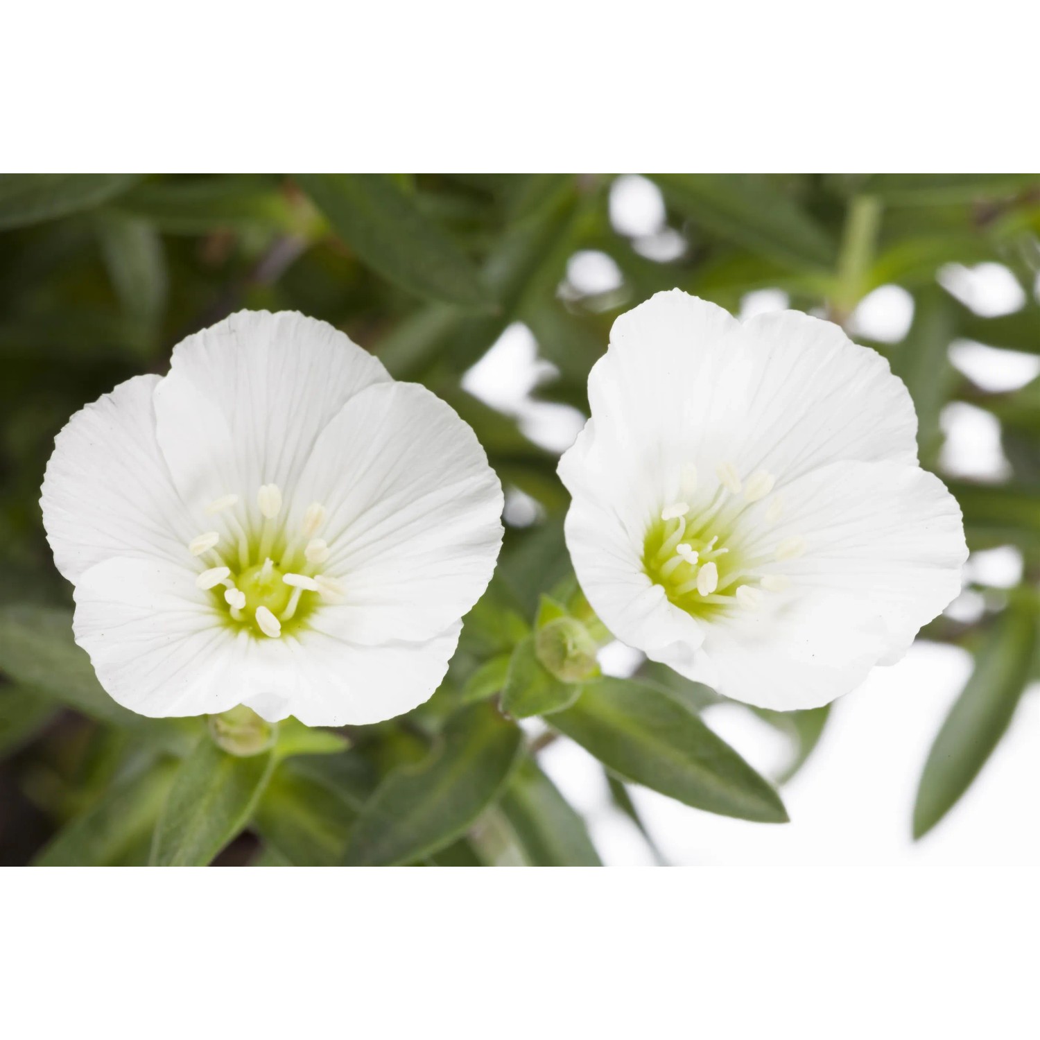 Nahaufnahme von zwei weißen Sandkraut "Ronda" Blüten der Marke GROW by OBI.