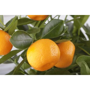 Citrus Calamon Stamm mit orangen Früchten und grünen Blättern im Topf.