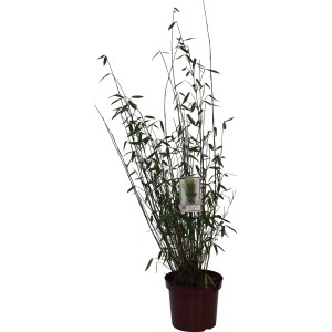 Gartenbambus Winter Joy im Topf, ca. 60-80 cm hoch, blau-grüne Blätter.