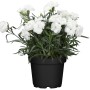 GROW by OBI Federnelke Haytor im Topf, weiße Blüten, ca. 9 cm Ø. Duftende Staude für sonnige Standorte.