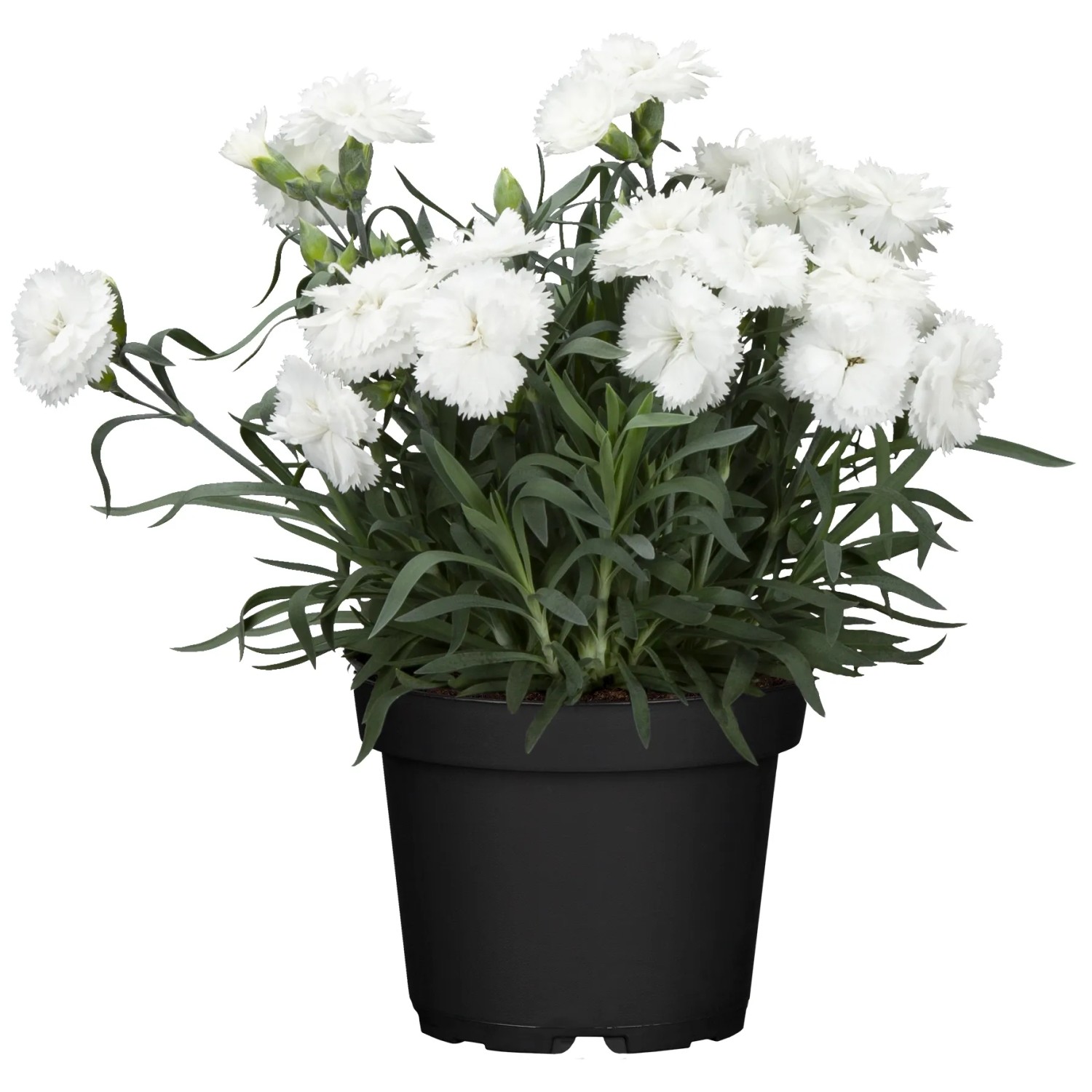 GROW by OBI Federnelke Haytor im Topf, weiße Blüten, ca. 9 cm Ø. Duftende Staude für sonnige Standorte.