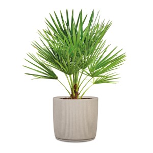 Scheurich Pflanzgefäß Linetto, sandfarben, mit Pflanze. Blumentopf mit Rillenstruktur.