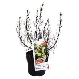 GROW by OBI Weigelie Picobella Bianco im Topf, ca. 40 cm hoch.