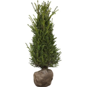 Eibe Set à 10 Stück Höhe ca. 120 - 140 cm Taxus baccata