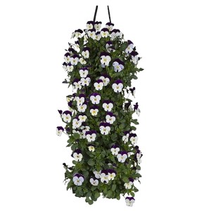 Hängender Hornveilchen Mix (Viola cornuta) mit weißen und violetten Blüten, ca. 50 cm hoch.