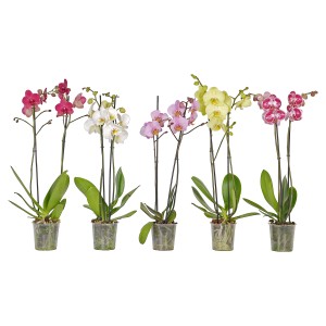Verschiedenfarbige Schmetterlingsorchideen (Phalaenopsis) im 12 cm Topf.