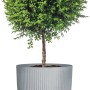 Scheurich Pflanzgefäß Linetto, Ø 28,6 cm, Stony Grey, mit grüner Pflanze.