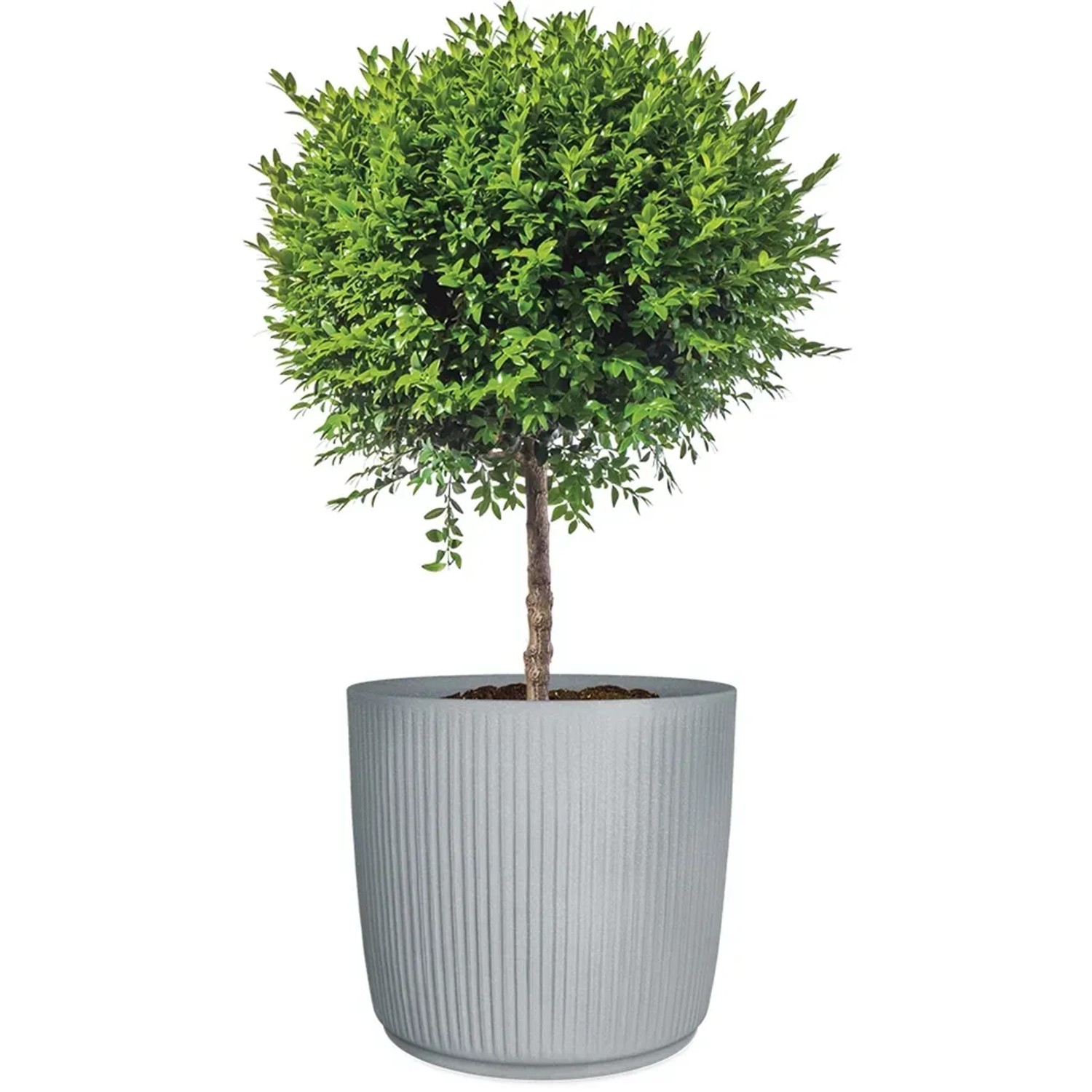 Scheurich Pflanzgefäß Linetto, Ø 28,6 cm, Stony Grey, mit grüner Pflanze.