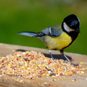 Eine Kohlmeise frisst Dobar Winter-Streufutter für Wildvögel auf Holz. Mischung aus Getreide & Saaten, 25 kg.