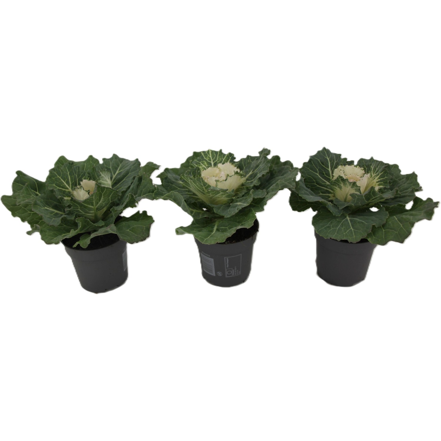 Zierkohl mit glattem Blatt Topf- ca. 10,5 cm Brassica oleracea kaufen bei  OBI