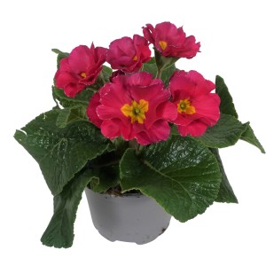 Rosa Hohe Schlüsselblume (Primula elatior) im Topf, eine farbenfrohe Frühjahrsbepflanzung.