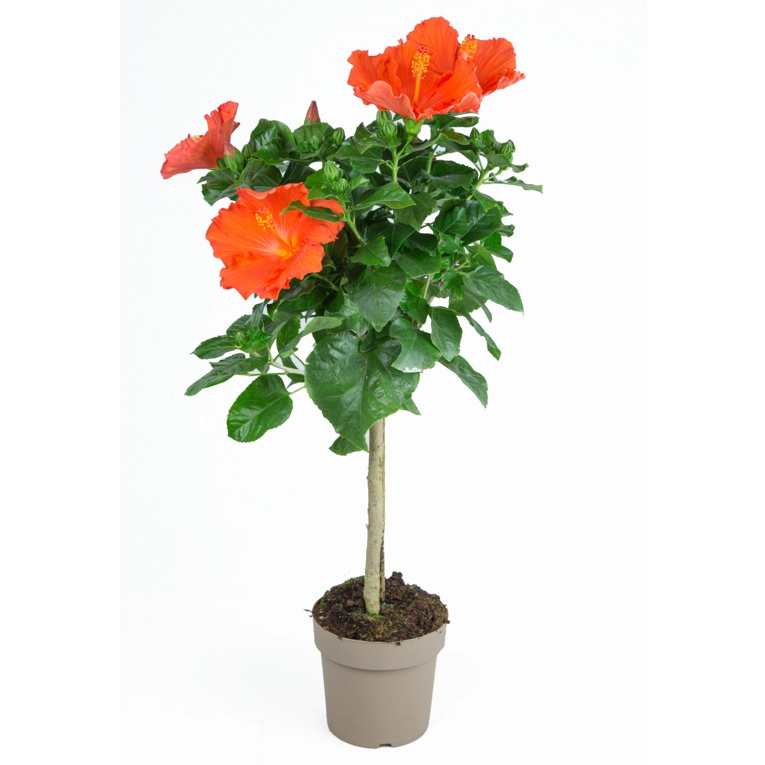 GROW by OBI Hibiskus Stämmchen Farbauswahl Höhe ca. 100 cm Hibiscus