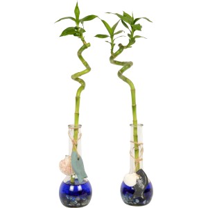 Glücksbambus Arrangement in blauer Glasvase mit maritimer Deko, Topf ca. 7 cm.