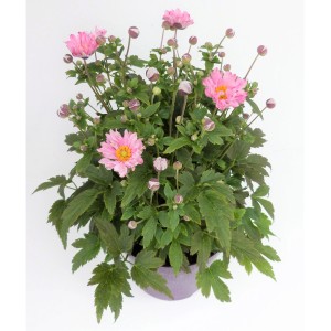 Herbst-Anemone 'Fantasy' im Topf, ca. 40 cm hoch, mit rosa Blüten und grünen Blättern.