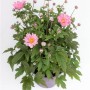 Herbst-Anemone 'Fantasy' im Topf, ca. 40 cm hoch, mit rosa Blüten und grünen Blättern.