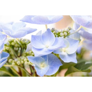 Nahaufnahme einer blauen Bauernhortensie (Hydrangea Macrophylla) mit zarten Blütenblättern.