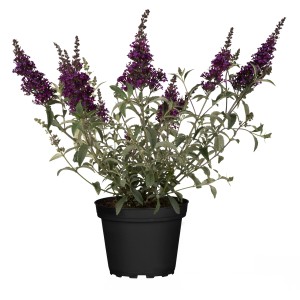 OBI Sommerflieder Besonderheiten Höhe ca. 30 - 40 cm Topf ca. 6 l