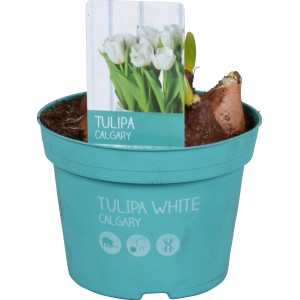Weiße Tulpe 'Diamond Collection' im Topf (ca. 12 cm Ø) für die Frühjahrsbepflanzung.