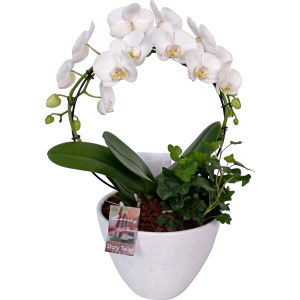 Arrangement mit Orchidee Topf-Ø ca. 21 cm