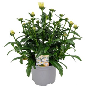 Margeriten Leucanthemum im Topf, weiße Blütenknospen und grüne Blätter. Höhe ca. 60-80 cm.