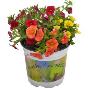 Farbenfrohes Zauberglöckchen Trio im Topf, Hängepflanze für Balkon und Garten.