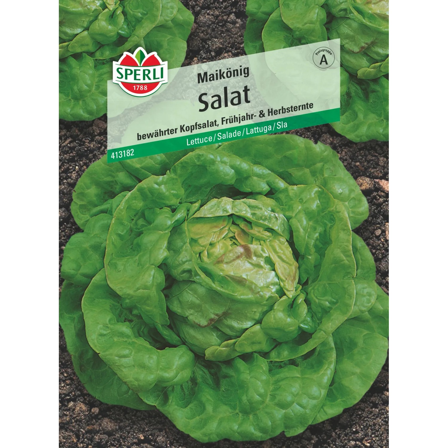 Sperli Salat May King: Kopf Salat, gelblich-grün, für Frühjahr- und Herbsternte.