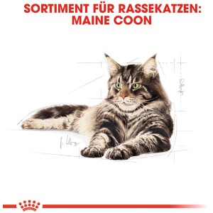 Illustration einer liegenden Maine Coon Katze. Royal Canin Katzenfutter für Maine Coon Katzen.