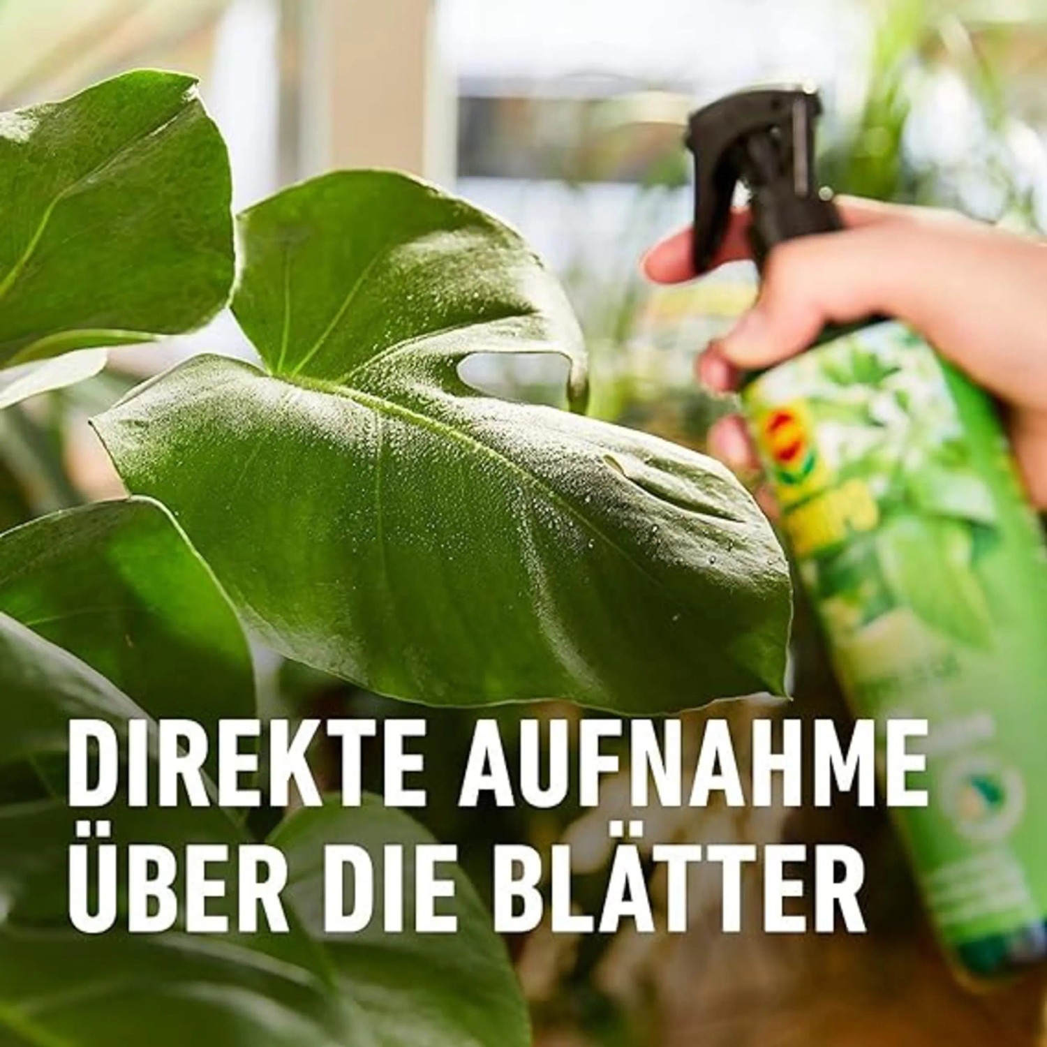 bienenweide bayern saatgut GREEN MUNDO Saatgut