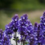 Blühender Steppen-Salbei 'Sensation Compact' in Blau, eine attraktive Staude für sonnige Standorte.