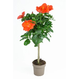 Hibiskus Stamm Orange im Topf, ca. 100cm hoch, mit leuchtenden Blüten. Blühende Kübelpflanze.