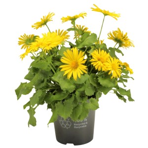 Gemswurz (Doronicum orientale) im Topf, gelbe Blüten und grüne Blätter.