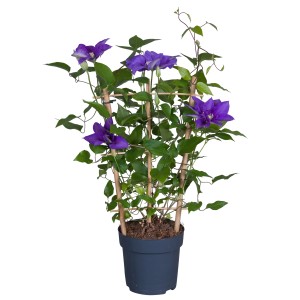 Blühende, violette Waldrebe 'Boulevard' im Topf mit Rankhilfe, ca. 50cm hoch.