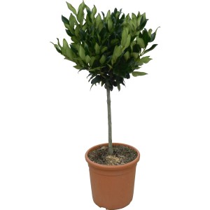 Japanischer Liguster Texanum als Stämmchen im Topf, ca. 60 cm hoch.