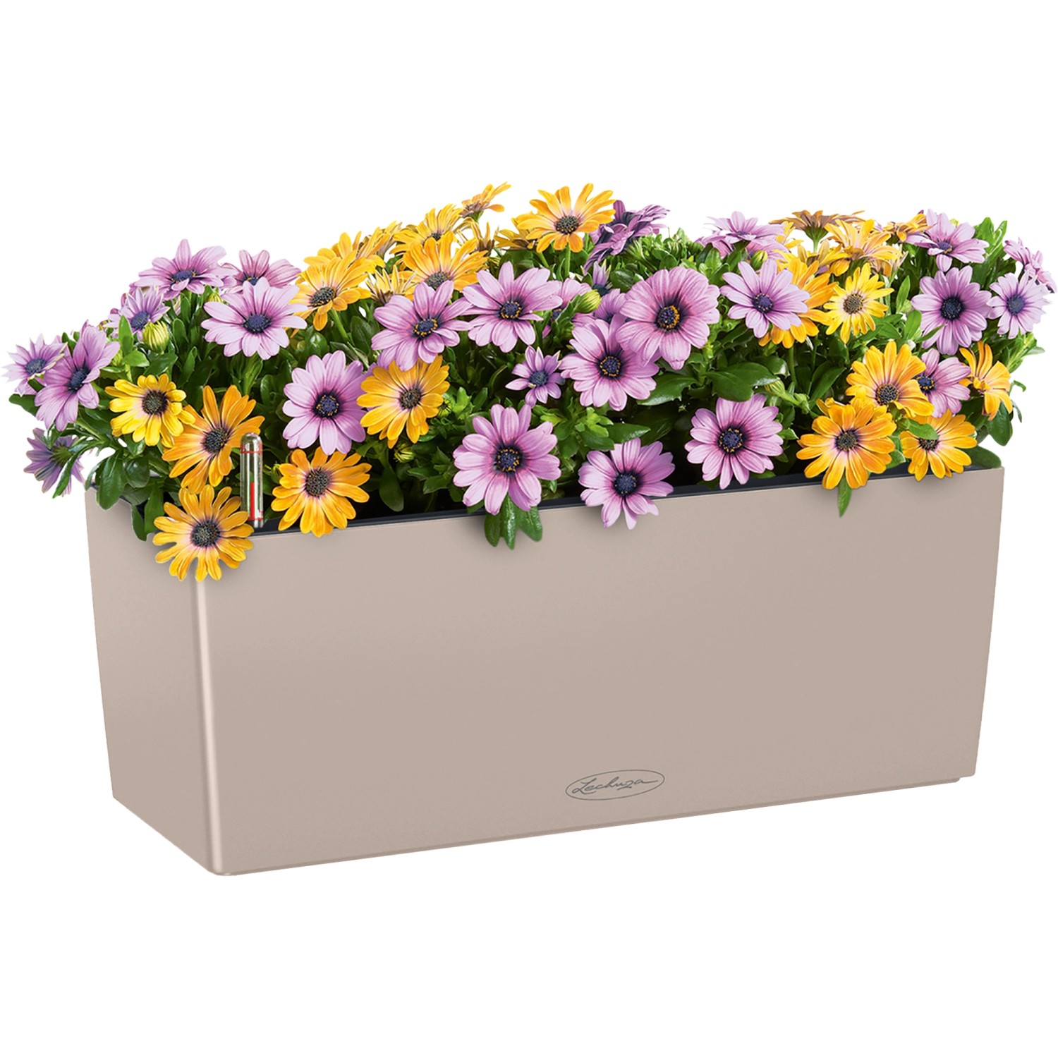 Lechuza Balconera Color 50 Blumenkasten in Sandbraun, bepflanzt mit bunten Margeriten.
